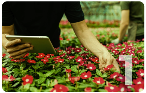 Consulta de Diseño Online