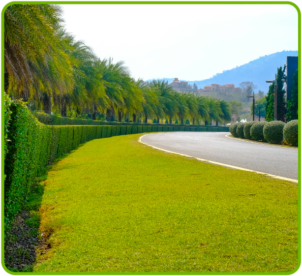 Servicio de Curvas y Palmeras