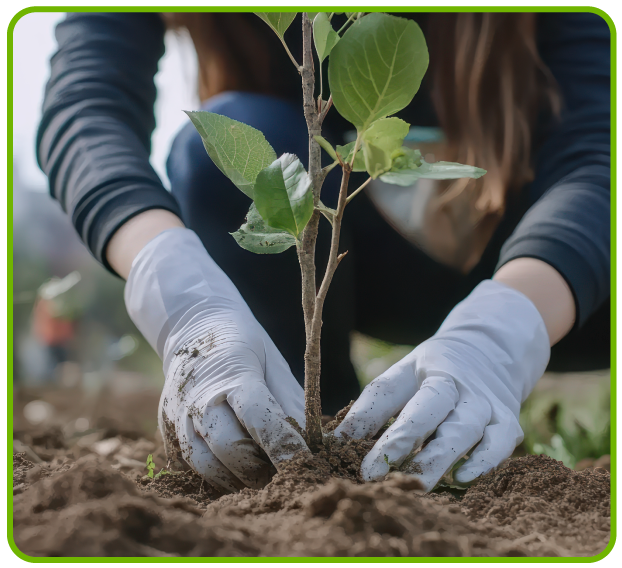 Servicio de Palmeras y Frutos