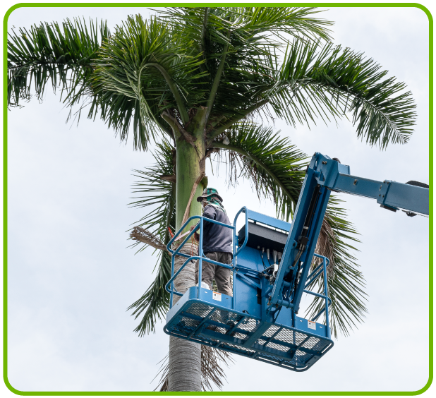 Servicio de Remoción de Palmeras