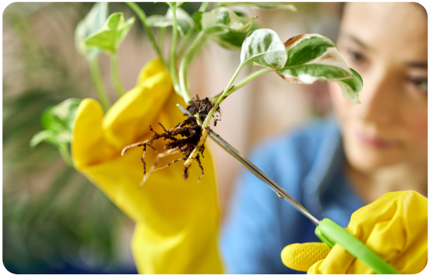 Detección e identificación