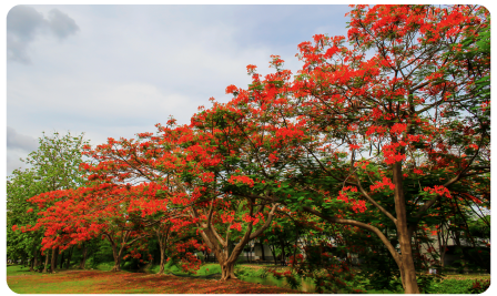 Árboles Florecientes