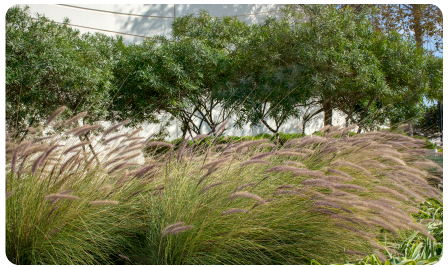 Plantas Tipo Césped